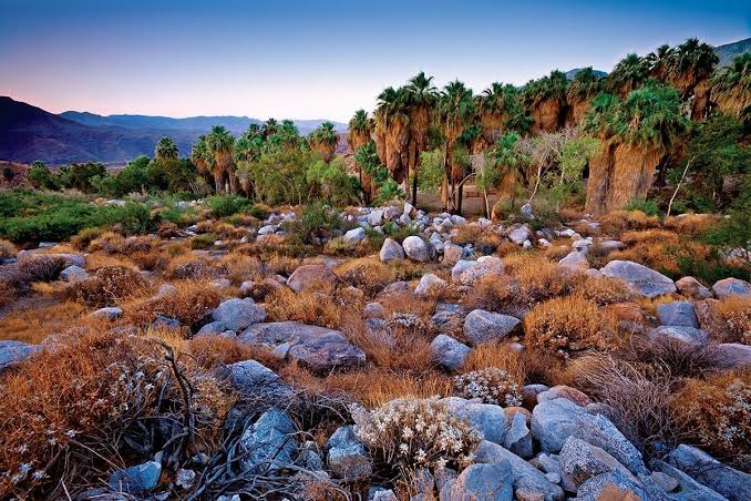 Palm Springs 3